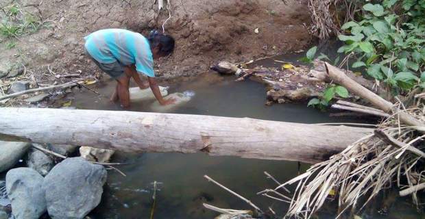 Olin, siswi SD di Mabar sedang menimba air di Kali Wae Rae untuk konsumsi. Di kali itu, juga tempat mandi dan minum berbagai jenis ternak. (Foto: Sirilus Ladur/Floresa)