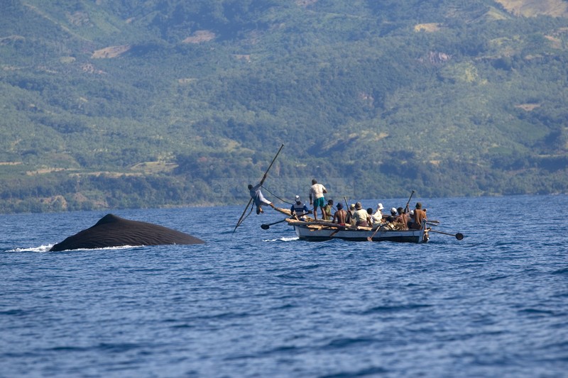 Tradisi penangkapan ikan paus di Lamalera, Kabupaten Lembata, salah satu sajian menarik untuk wisatawan (Foto: Ist)