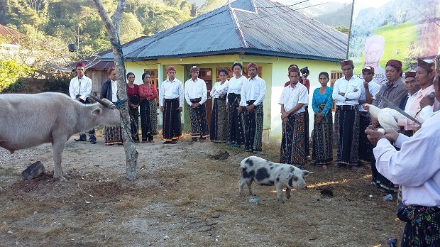 Acara penyembelian kerbau, bagian dari rangkaian upacara adat Baro Bola Ema Cebo (Foto: Dinan/ARL/Floresa)