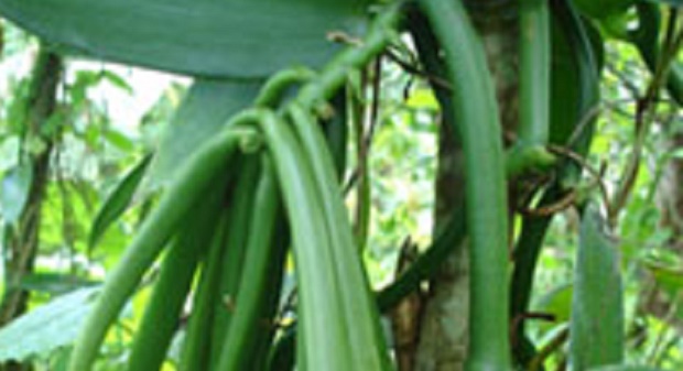 Vanili Alor, varietas vanili yang sudah diakui sebagai produk khas NTT (Foto : Kementan)