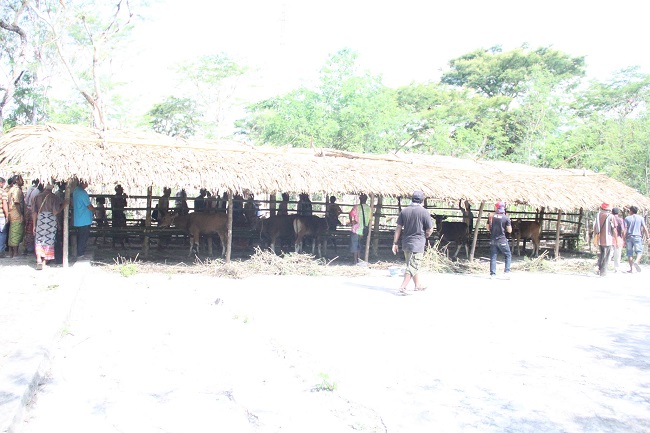Peternakan sapi milik masyarakat adat Pubabu-Besipae, yang menjadi salah bentuk usaha meeka meningkatkan perekonomian. (Foto: Menar/Floresa)