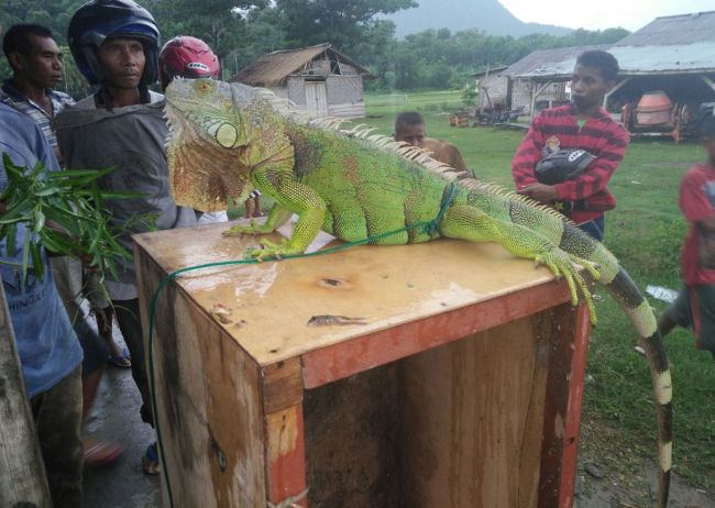Iguana ini menjadi bahan tontonan warga di Wae Reca, Borong. (Foto: Ardy Abba/Floresa.co)
