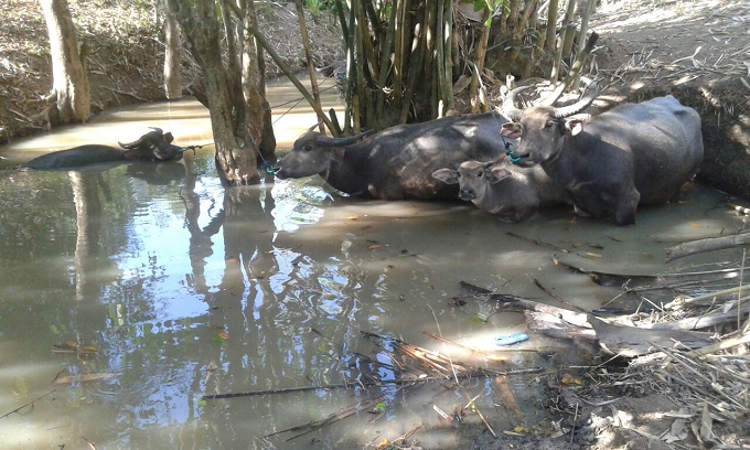 Beberapa ekor kerbau sedang berkubang di kali Kenari, dimana tak jauh dari situ warga juga sedang menimba air (Foto: Ferdinand Ambo/Floresa)